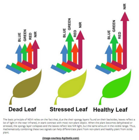 dead stressed and healthy leaf